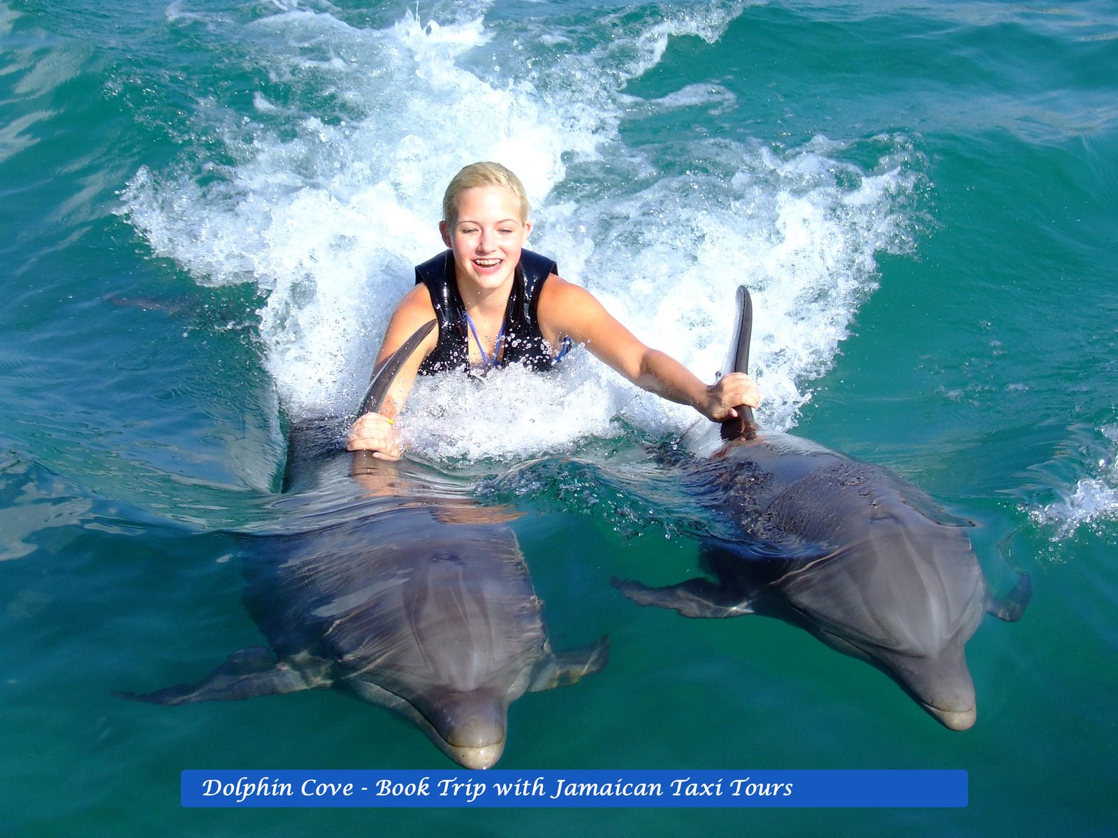 dolphin cove jamaica sharks